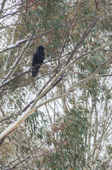 Crow sitting in tree while it's snowing
