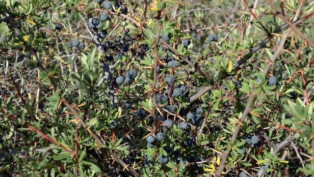 Hands gathering dark blue berries  of Calafate (Berberis microphylla),  El Calafate, Santa Cruz, Patagonia, Argentina 