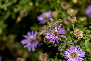 Obraz premium macro farfalla