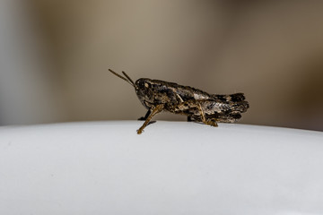 grillo
