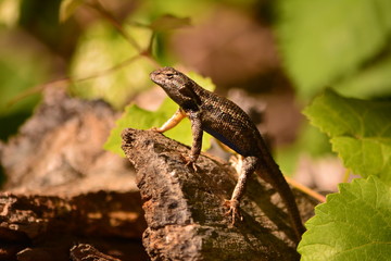 Western Fence Lizard