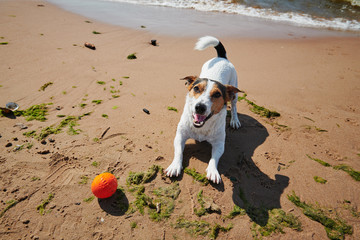 Sweet dog play with orange ball toy on the beach at sunny day