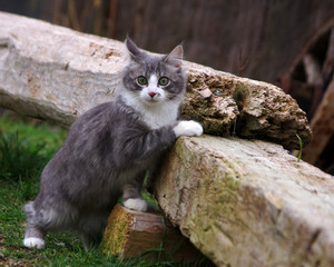 chaton typé norvégien - skogkatt