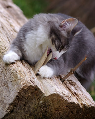 chaton typé norvégien - skogkatt