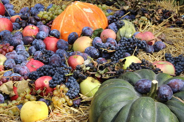 pumpkins and gourds