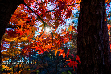 maple leaves on Japan autum