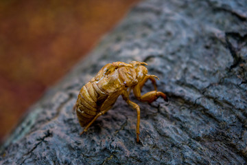 cicada shell