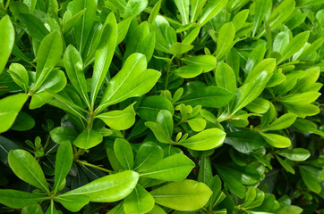 Fototapeta premium Green leaves background.Macro. View to bush above.Beautiful ligth. Summer in Istanbul. Nature baground/texture