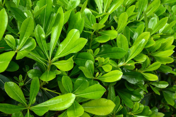 Green leaves background.Macro.  View to bush above.Beautiful ligth. Summer in Istanbul. Nature baground/texture