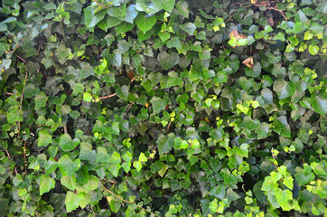 Backdrop of green leaves natural wall. Nature background/texture. 