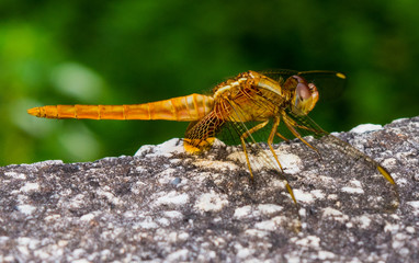 Golden dragonfly side close up
