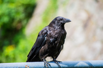 Black crow