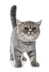 exotic shorthair kitten