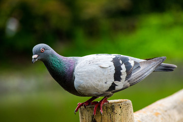 Stock dove on a log looking to the camera