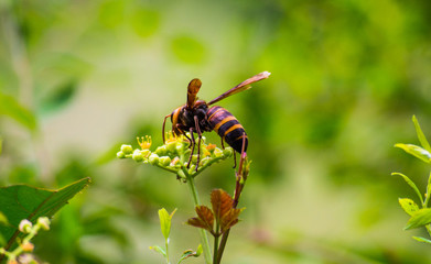 Hornet landed on a flower