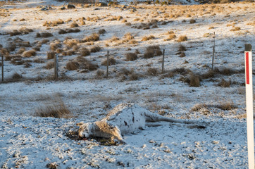 Kangaroo road kill covered in snow