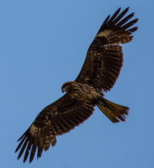 Peregrine Falcon in a blue sky in Japan