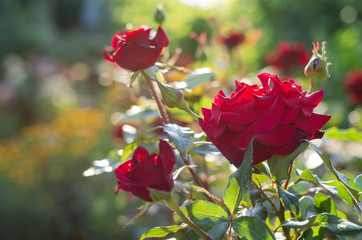 Flowers of a red rose blooming in an open garden.