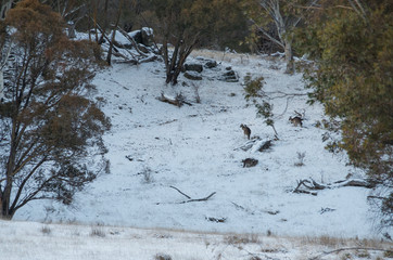 Kangaroos grazing in a snowy field