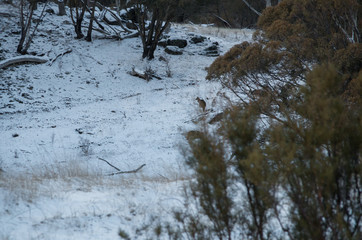 Kangaroos grazing in a snowy field © Adam
