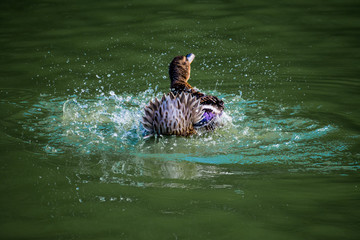 Duck taking a bath