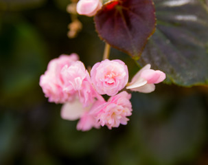 Pink begonias on a blurred background