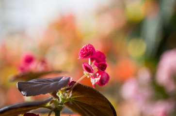 Red begonias on a blurred background