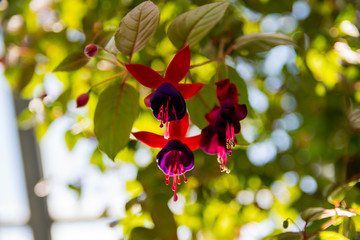 Violet and red Fuchsia on a garden