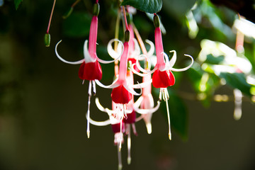 White and red Fuchsia on a garden