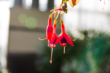 Red Fuchsia on a garden