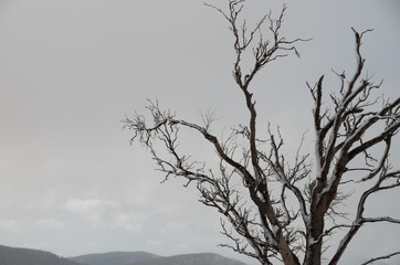 Dead tree covered in rime frost