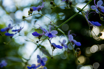 Delicate purple flower 