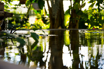 Aquatical plant on a reflecting pool