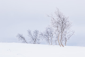Snow and frost covered trees in a white landscape in Beitostølen Norway