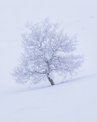 Snow and frost covered trees in a white landscape in Beitostølen Norway
