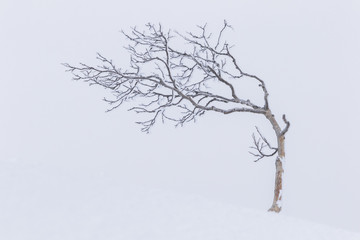Snow and frost covered tree in a white landscape in Beitostølen Norway
