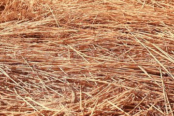 mowing field autumn landscape