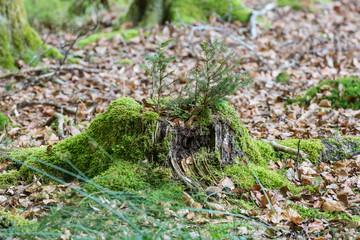 Jungpflanzen wachsen aus verrottendem Baumstubben