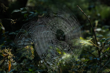altweibersommer - Spinnennetz