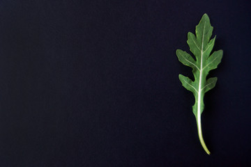 Ruccola on the black background