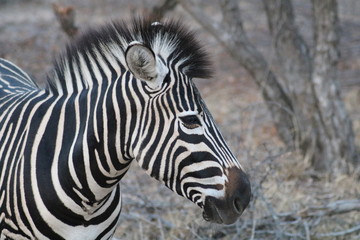 Portrait zebre