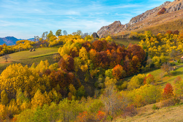 Autumn trees in the forest