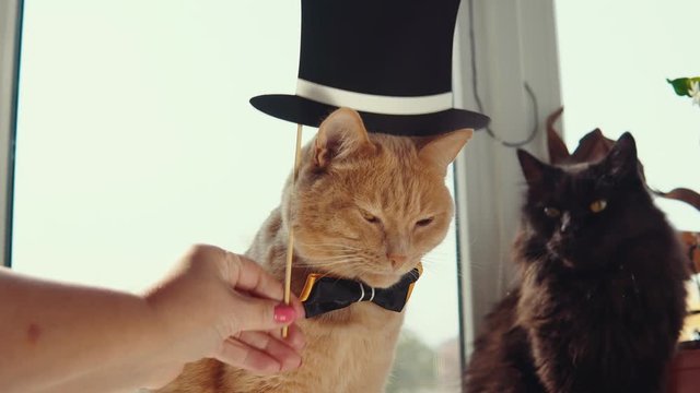 Two cats with peach and black hair sit on the windowsill. The hand holds a dark hat over the redheaded a cute kitten wearing a bow tie.