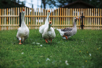 Geese and sheep on a farm