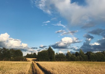 Picturesque summertime landscape of rural nature in Russia. Thunder without rain. Stormy weather. Fields of gold rye under dark heavy sky. Film effect.