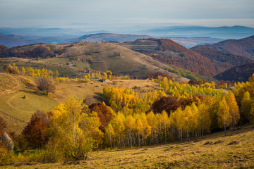 Autumn trees in the forest