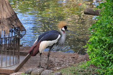 grue parc île Maurice