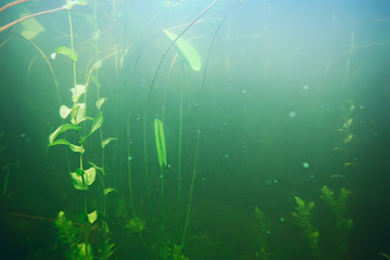 green grass underwater