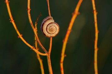 Small slug on dry grass at dusk - closeup