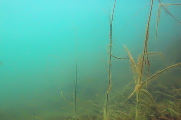 ecosystem underwater pond / landscape underwater photo diving in fresh water, green world algae and fish in river depth